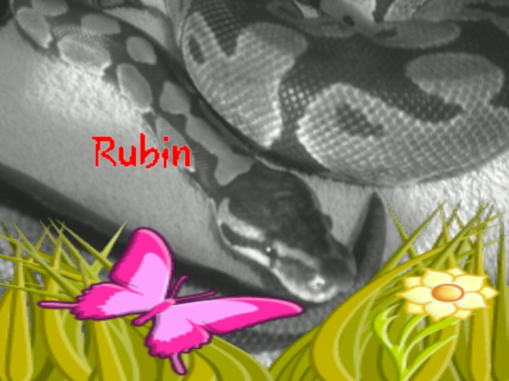 rubin