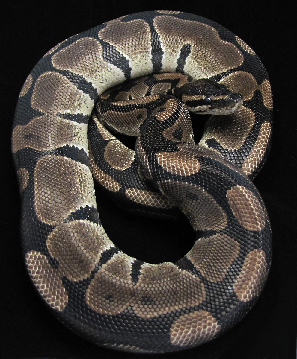athena-1 2-10-11