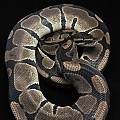 athena-1 2-10-11