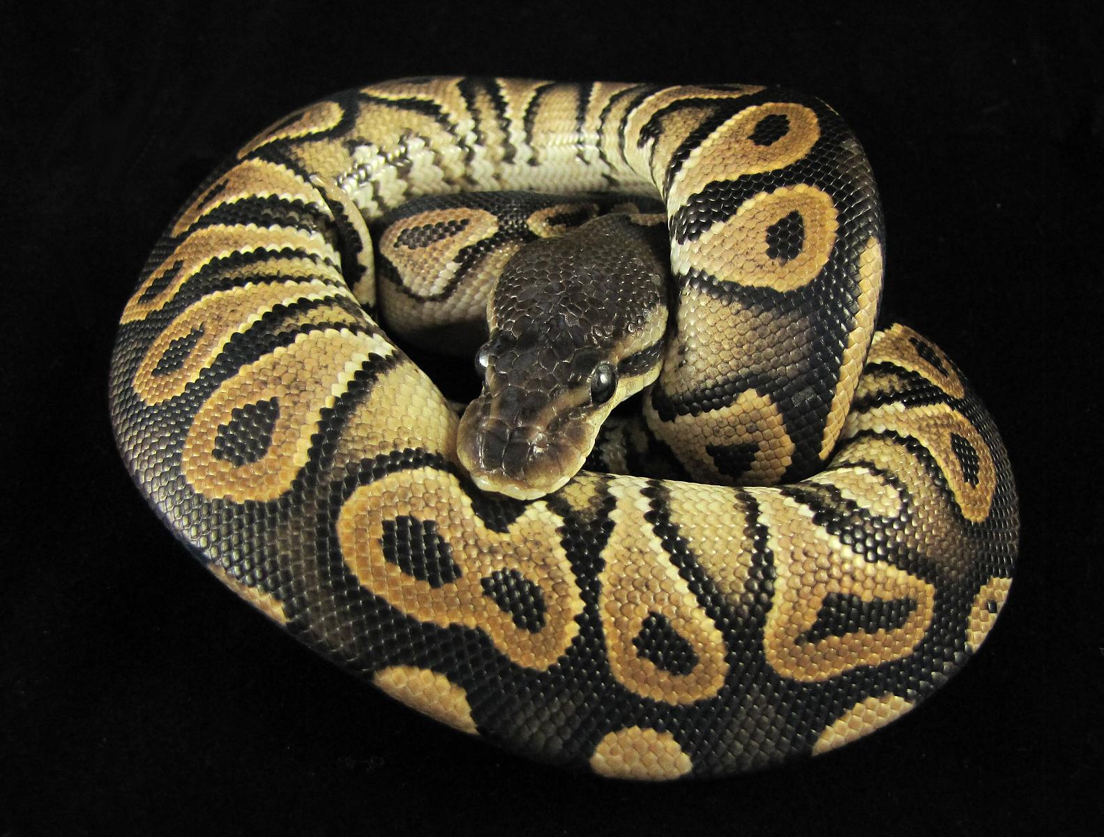hera-1 2-20-11