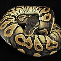 hera-1 2-20-11
