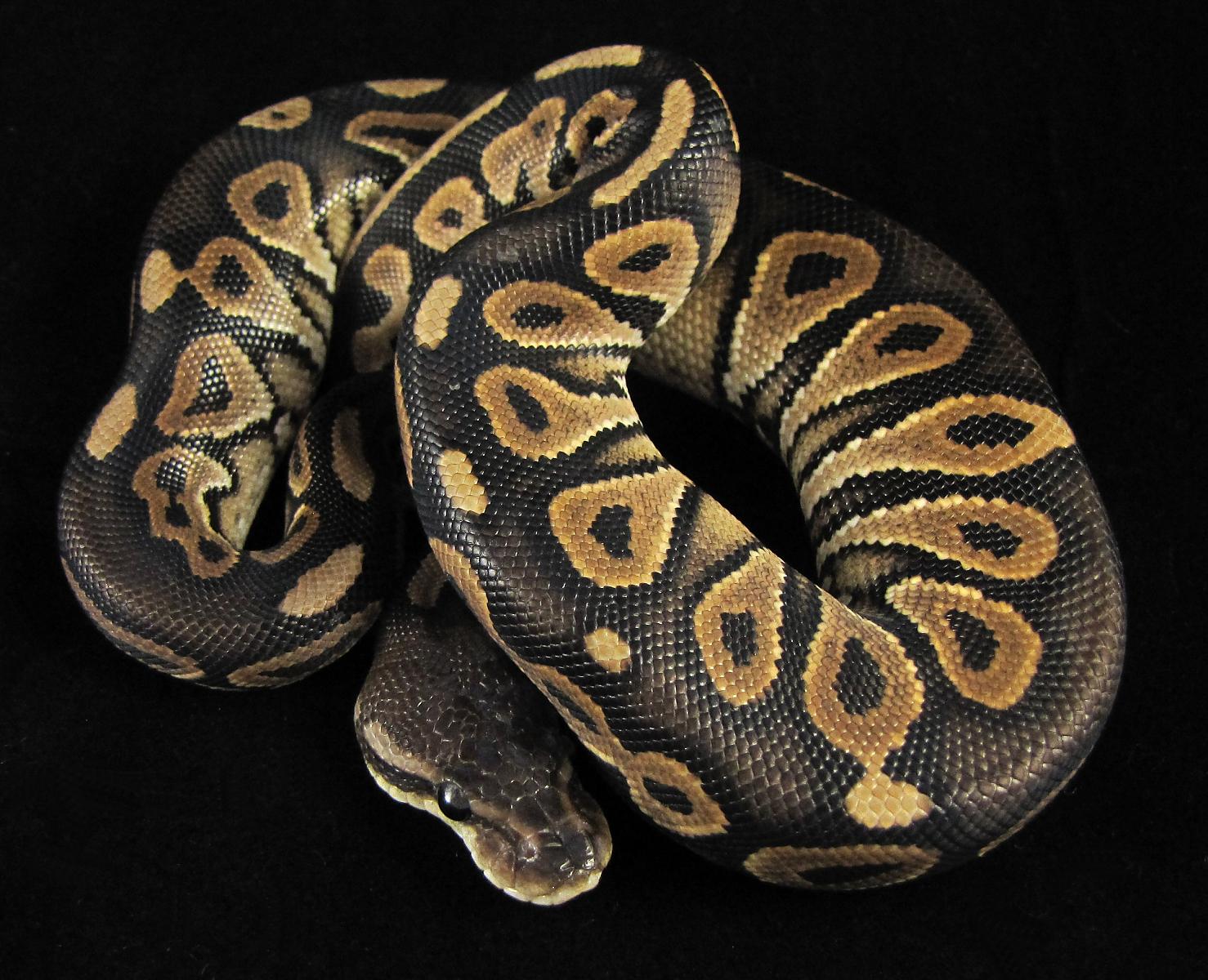 hera-2 2-20-11