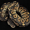 hera-2 2-20-11