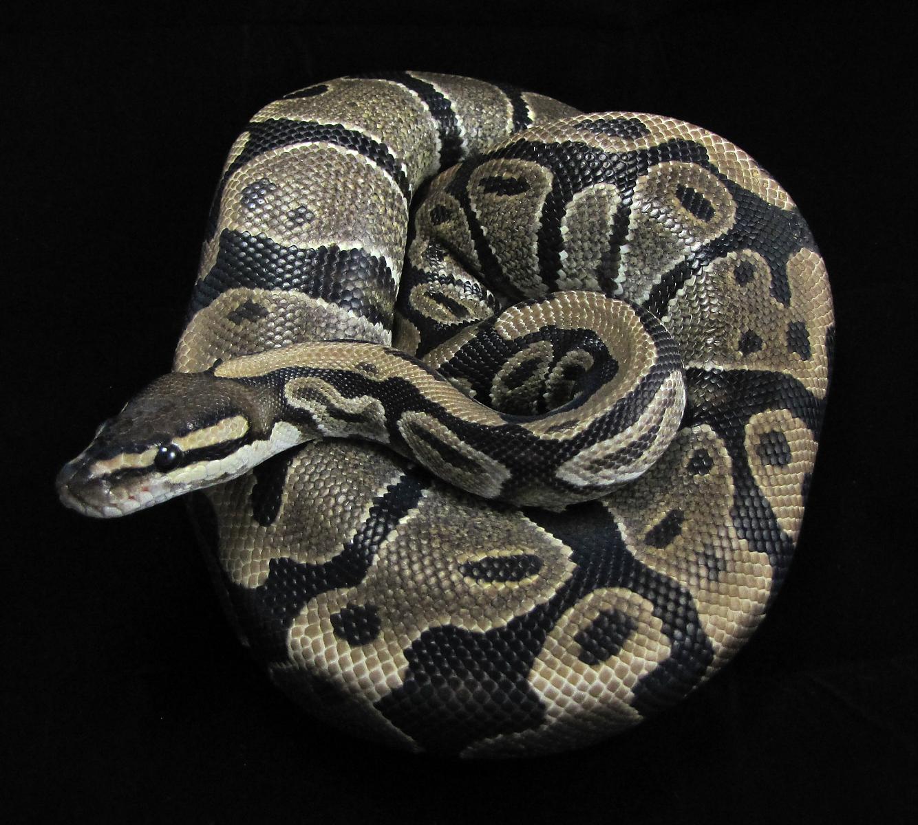 persephone-1 2-10-11