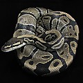 persephone-1 2-10-11