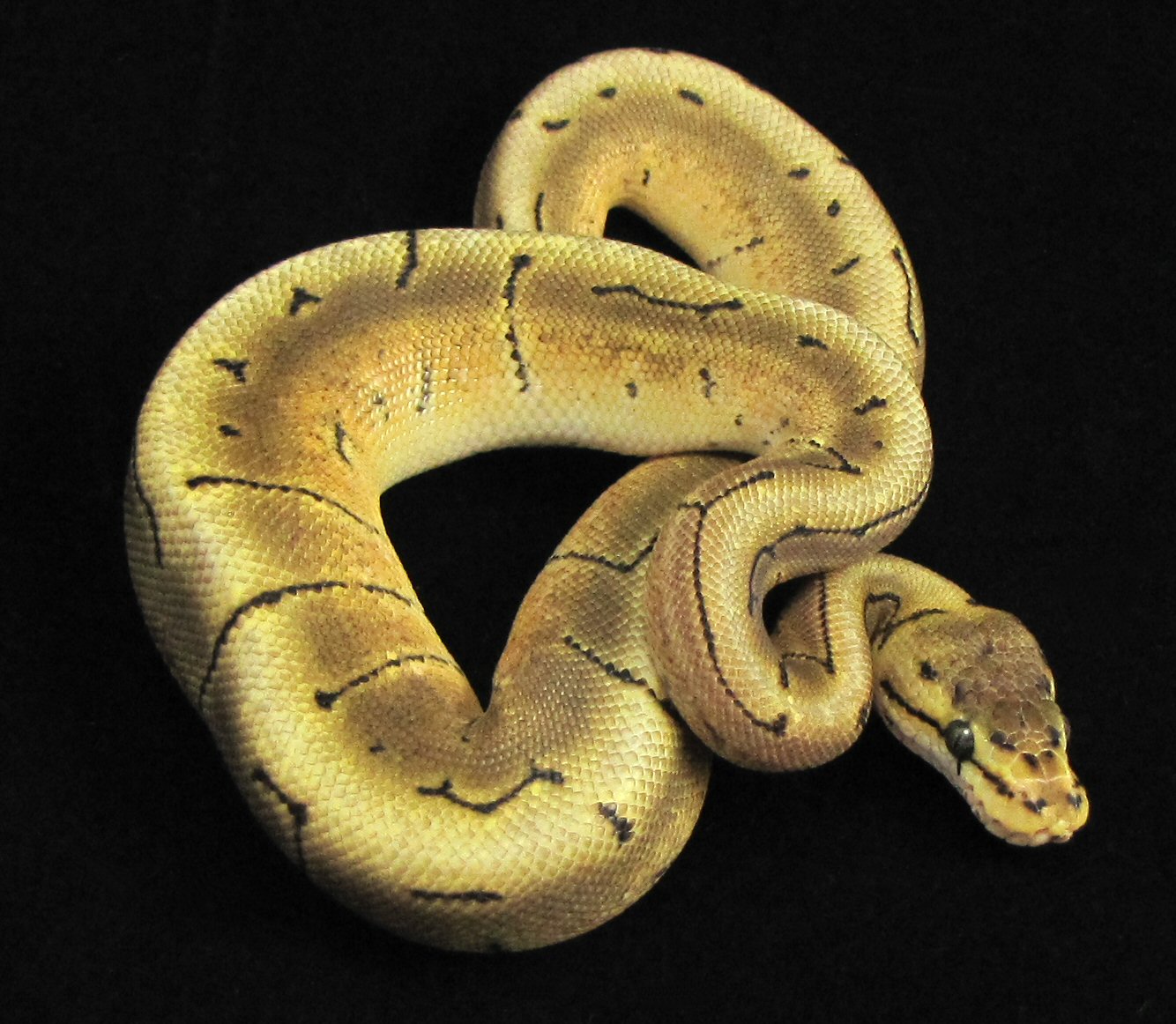 zeus-1 2-19-11