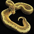Zeus-2, 2-19-11
