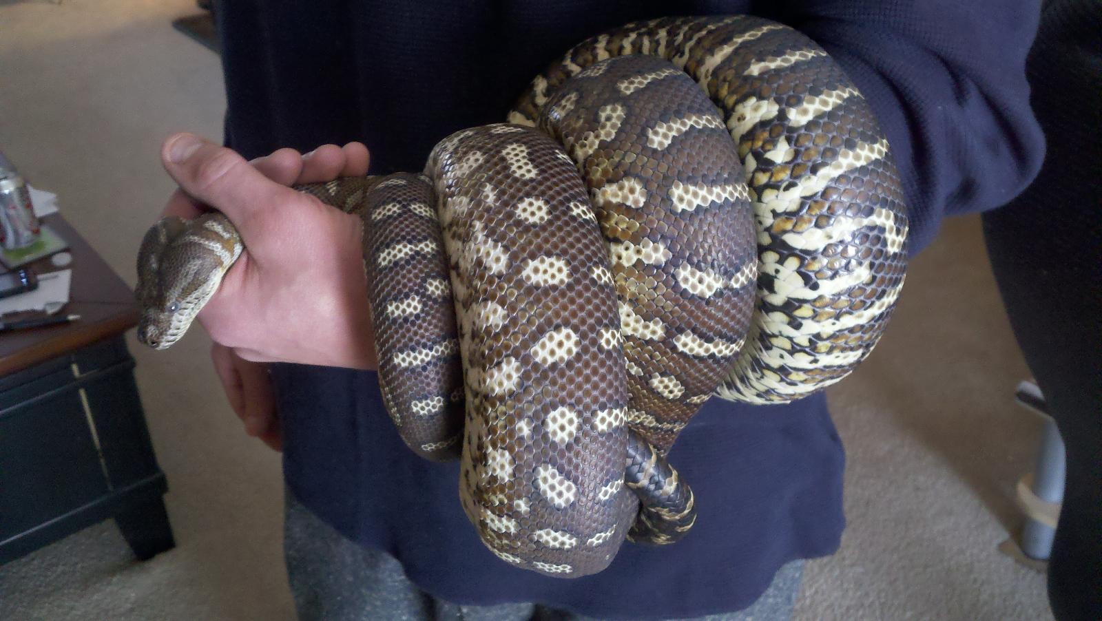 Cera, Bredli Python