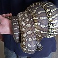 Cera, Bredli Python