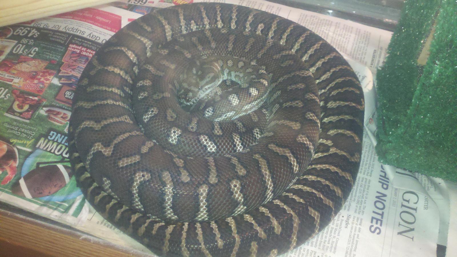 Bredli naptime