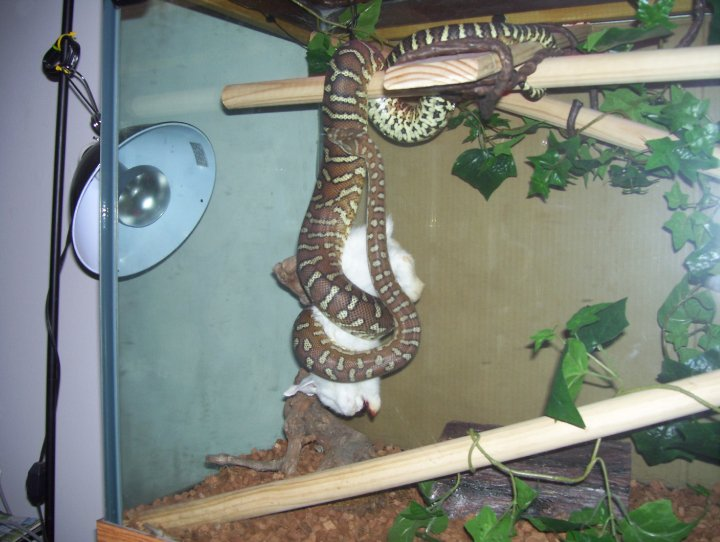 Bredli Python