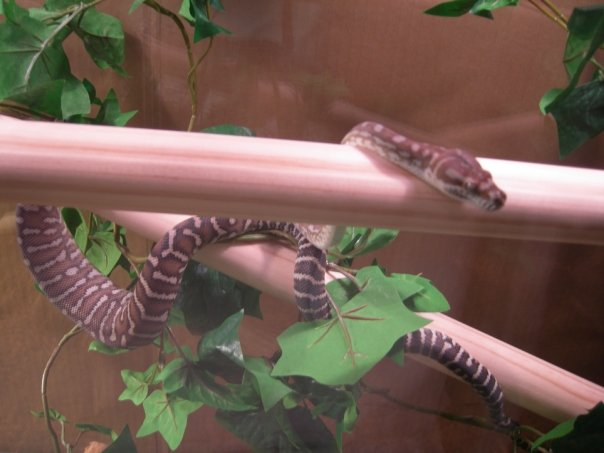 Bredli Python