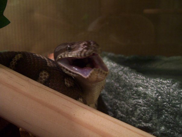 Bredli Python