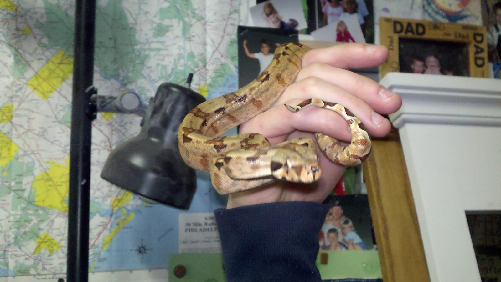 Hypo Pastel Redtail Boa