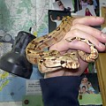 Hypo Pastel Redtail Boa