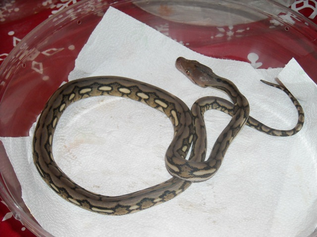 Ra, dwarf tiger retic