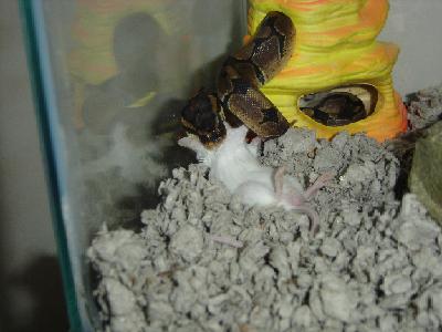 eating