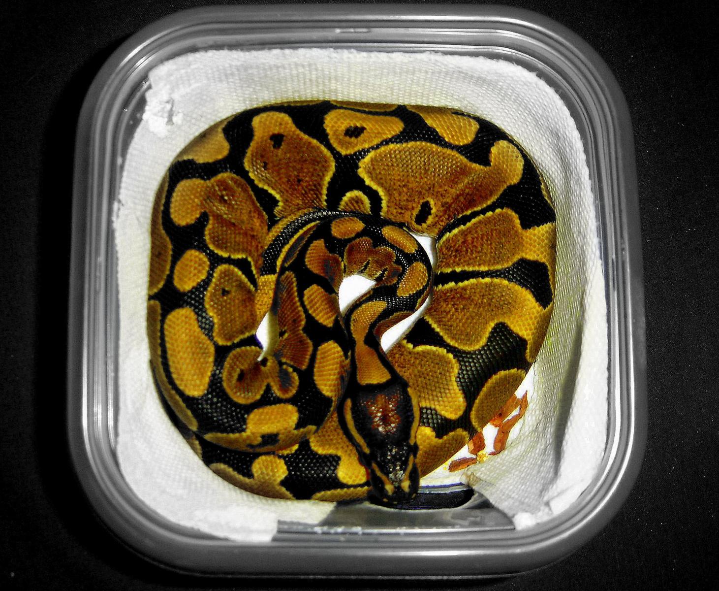 black, white, and color