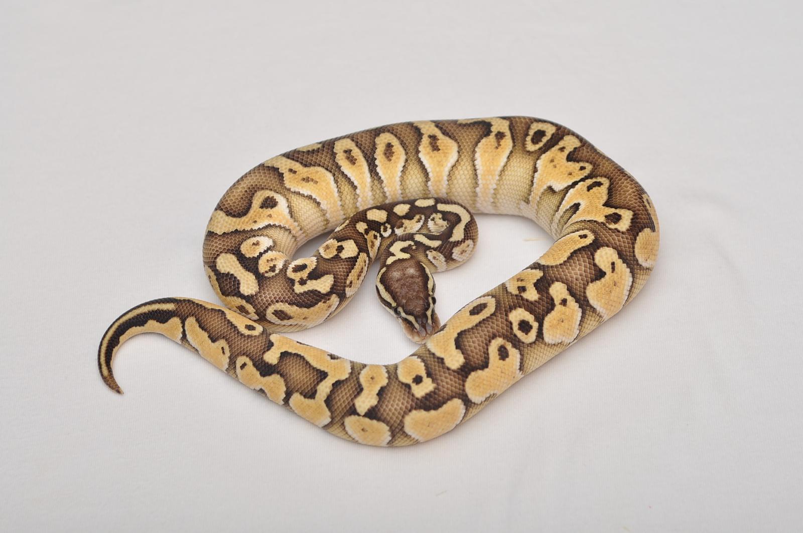 Pastel Butter