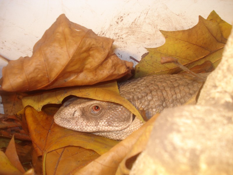 Sav in Leaves