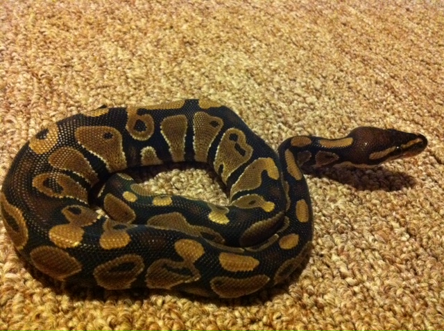 Ball Python
