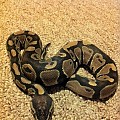 Ball Python