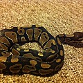 Ball Python