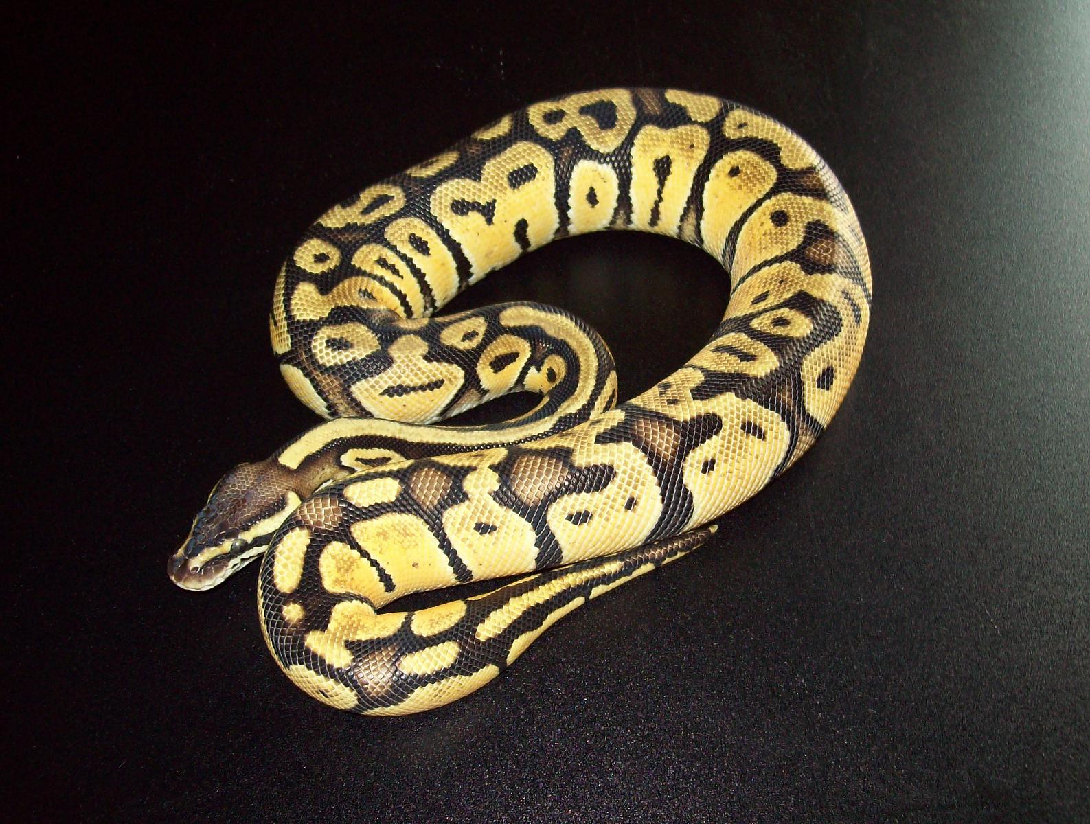Pastel F
