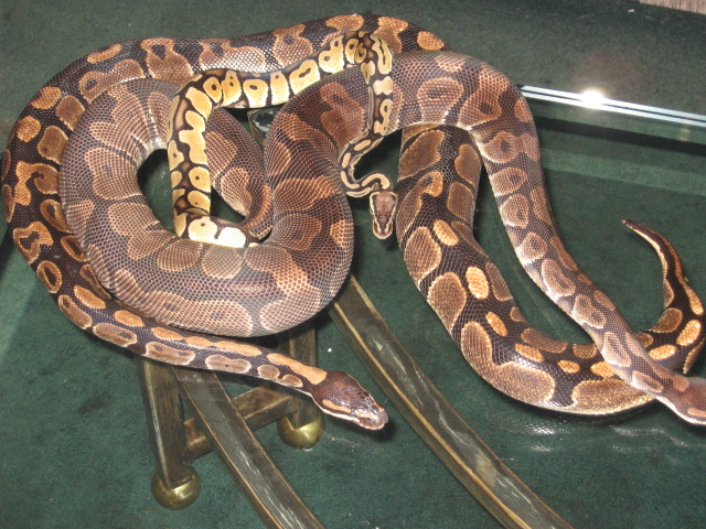 all of my snakes