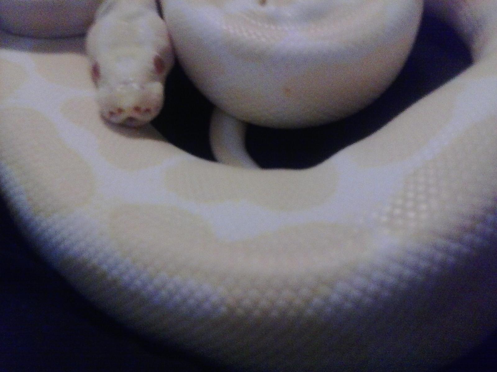 my new albino female