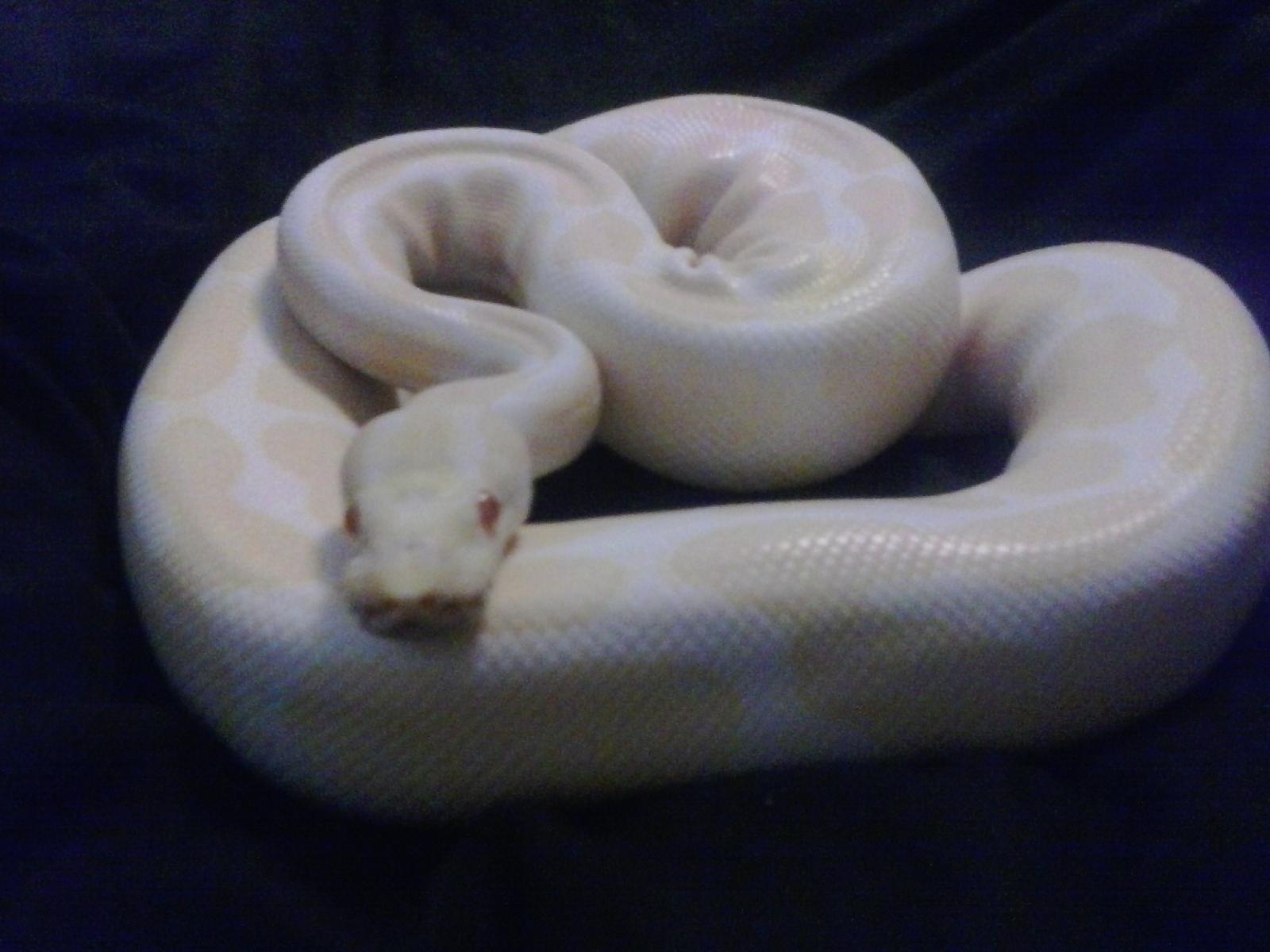 my new albino female