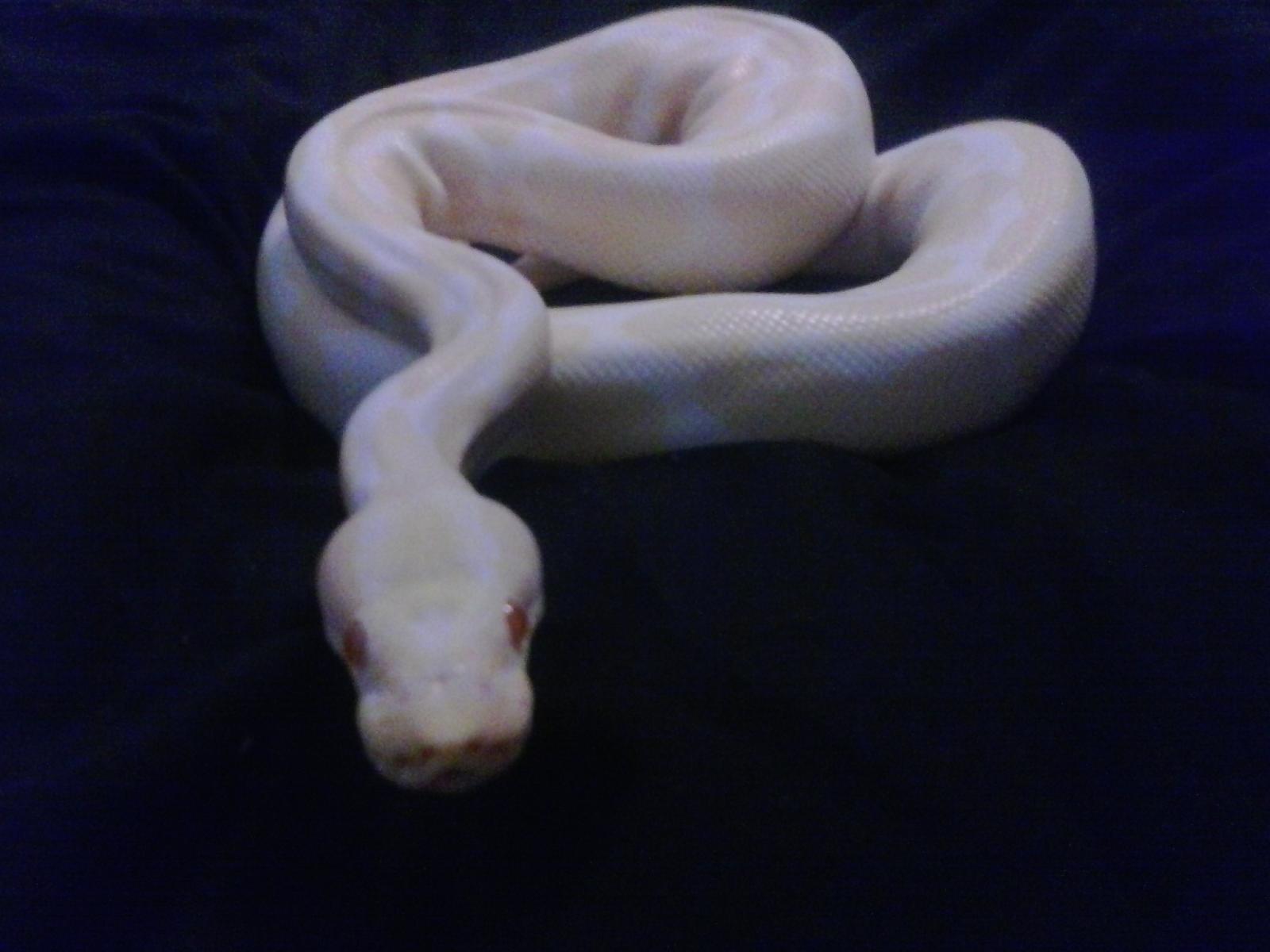 my new albino female