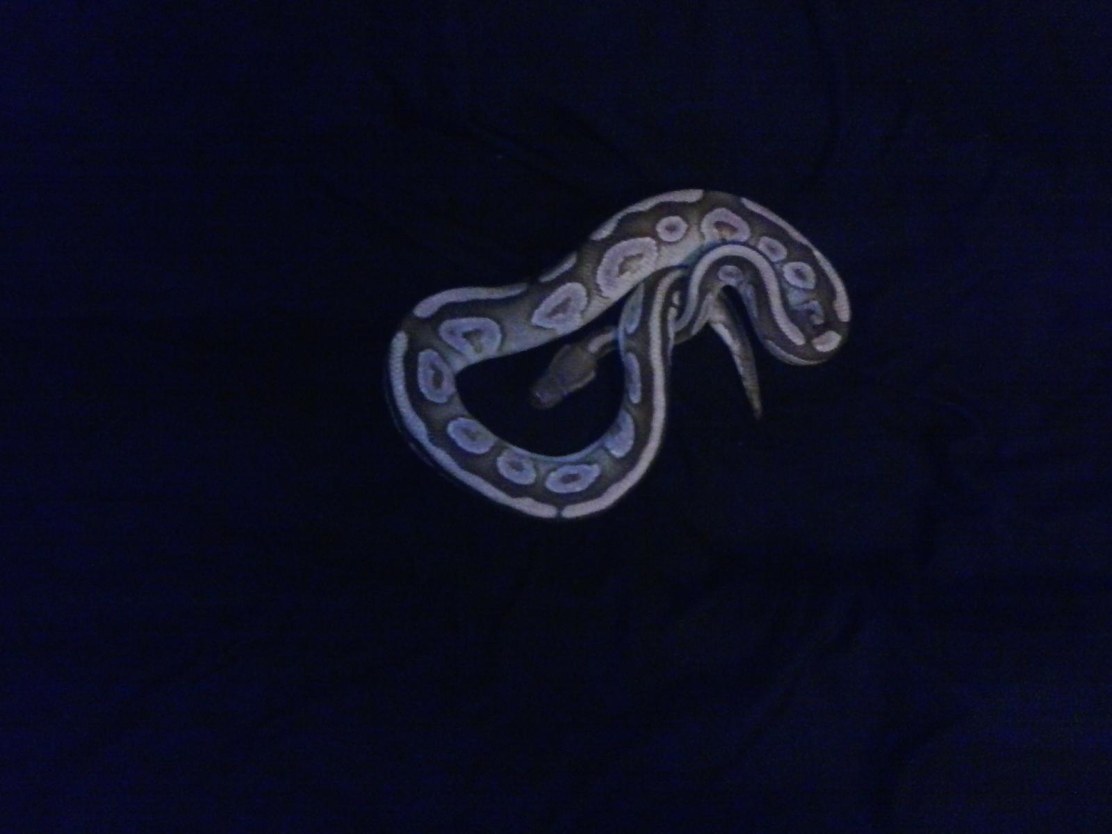 my new male Mojave