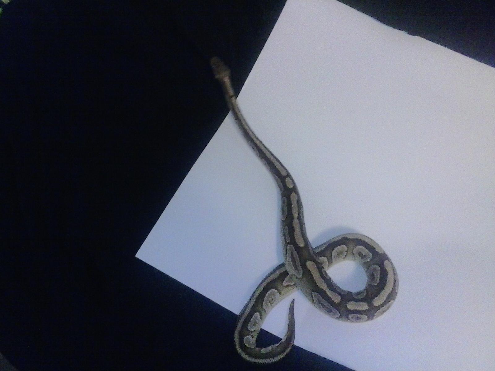 my new male Mojave