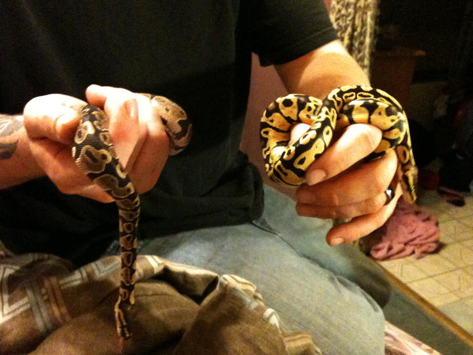 A few Morphs