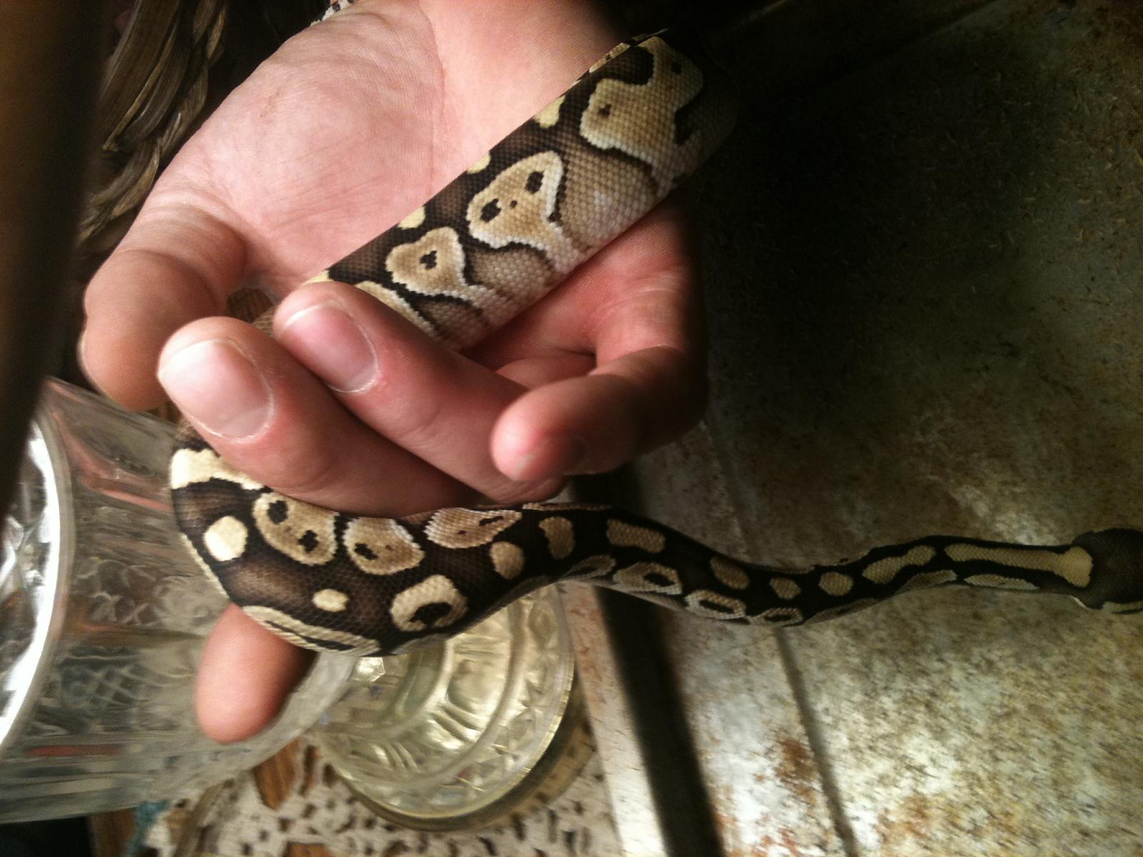 More Morphs