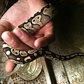 More Morphs