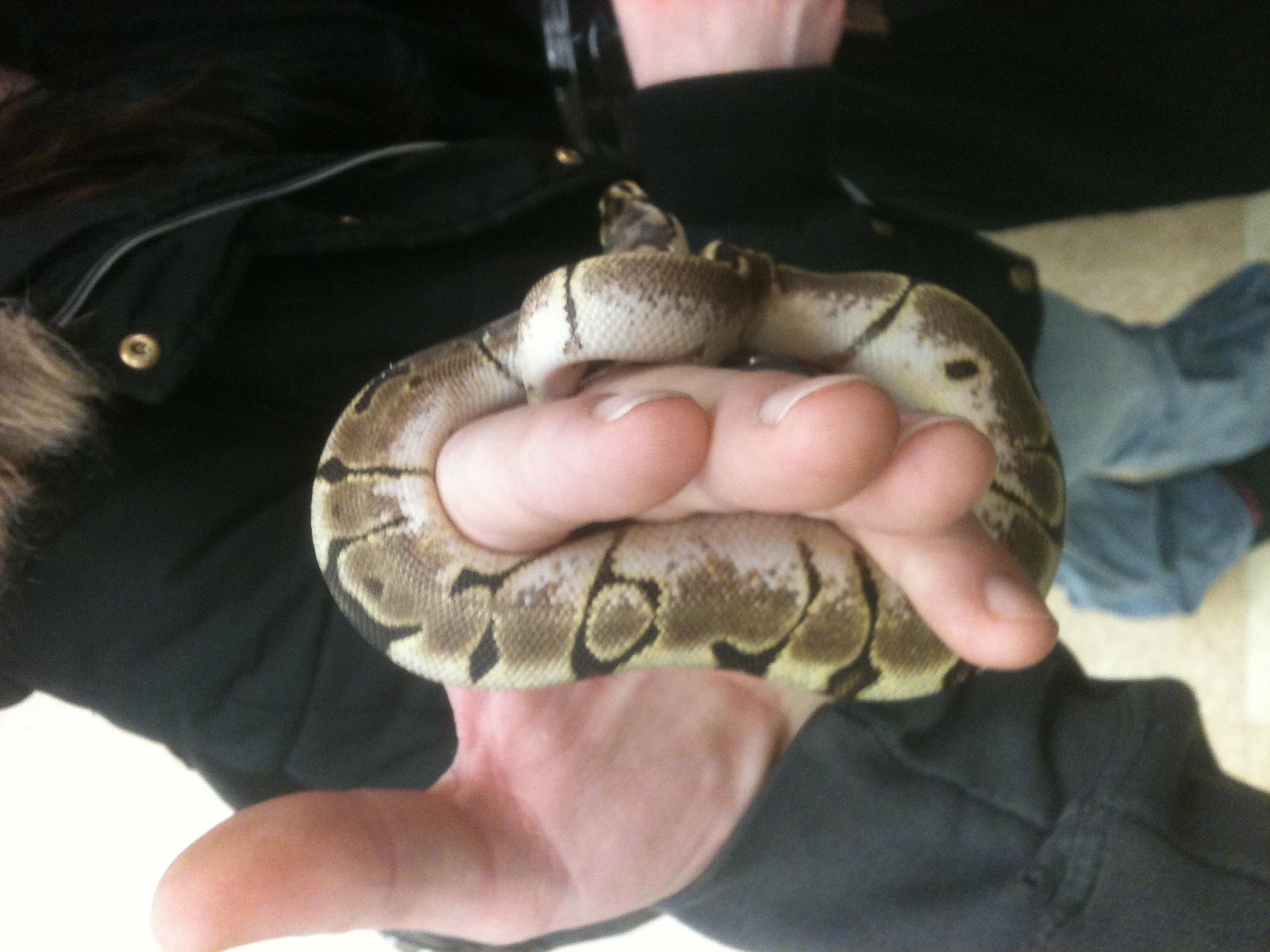 More Morphs