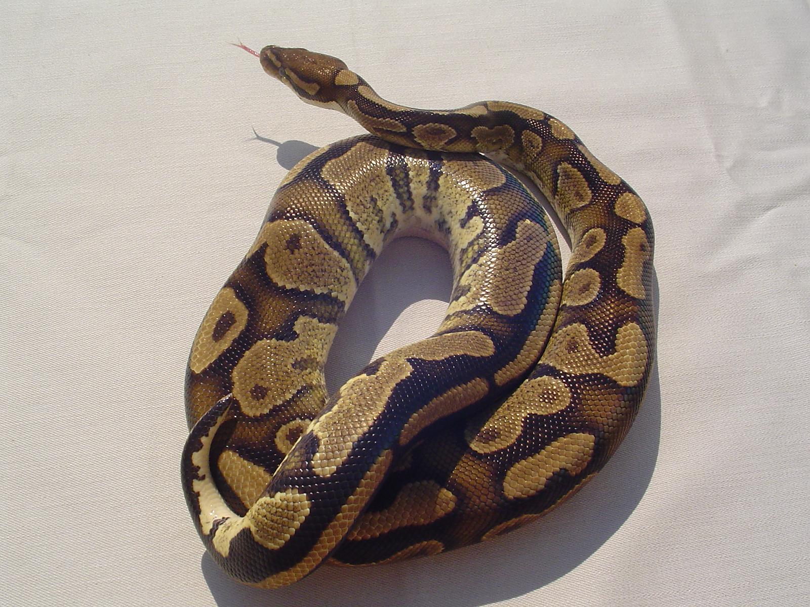 09 orange belly male 69