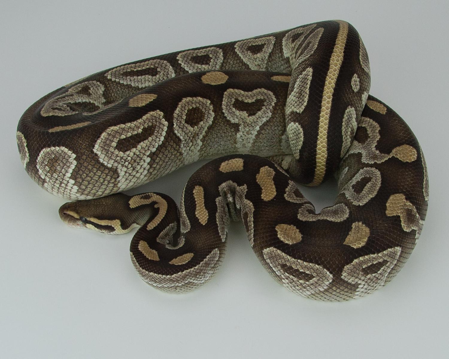 2008 f mojavei 2015-09-07 3