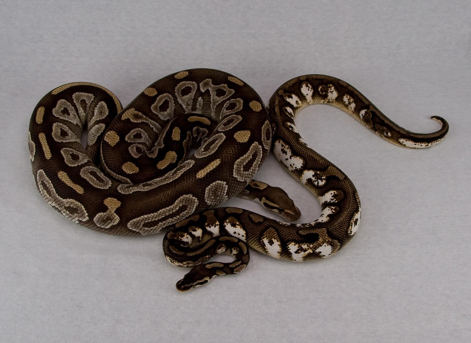 2008 mojave and 2012 pastel calico 2015-06-27 5