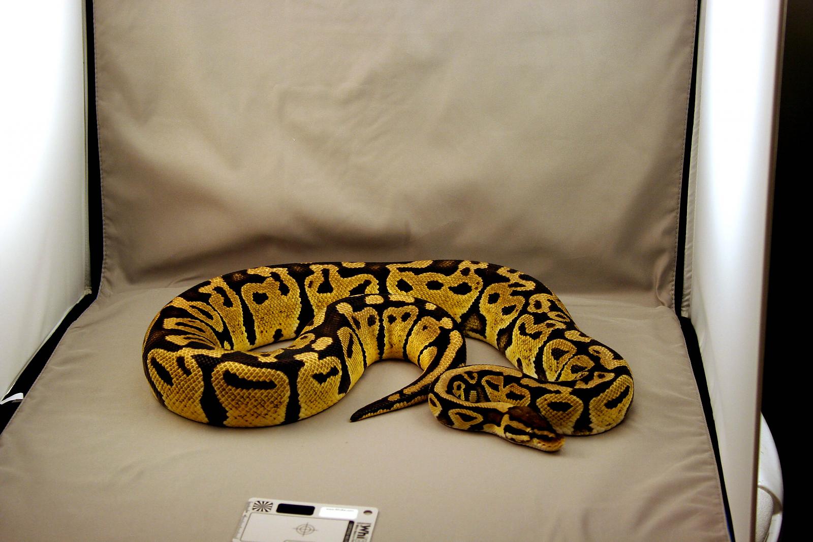 2009 female pastel 3 cor
