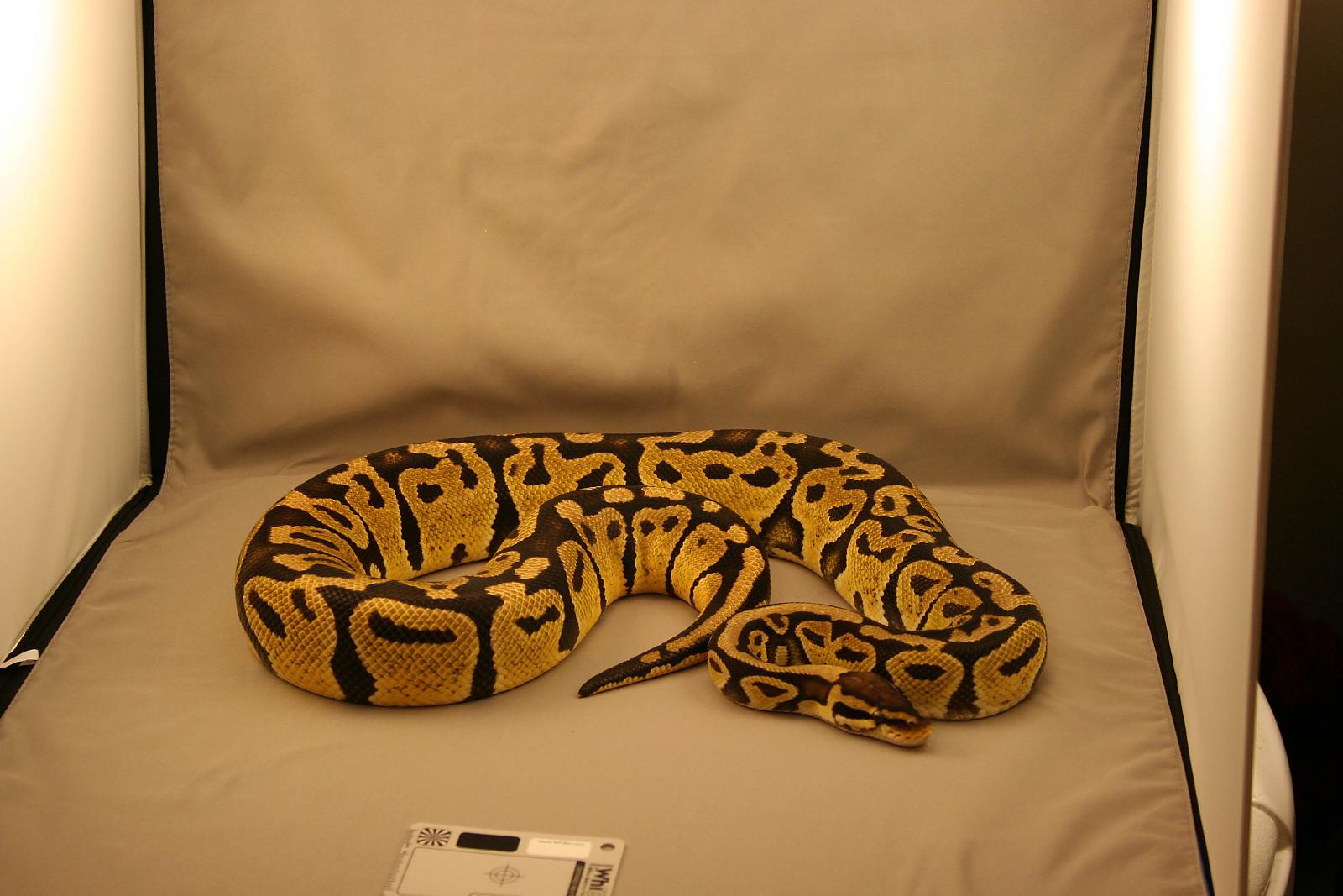2009 female pastel 3 reduced