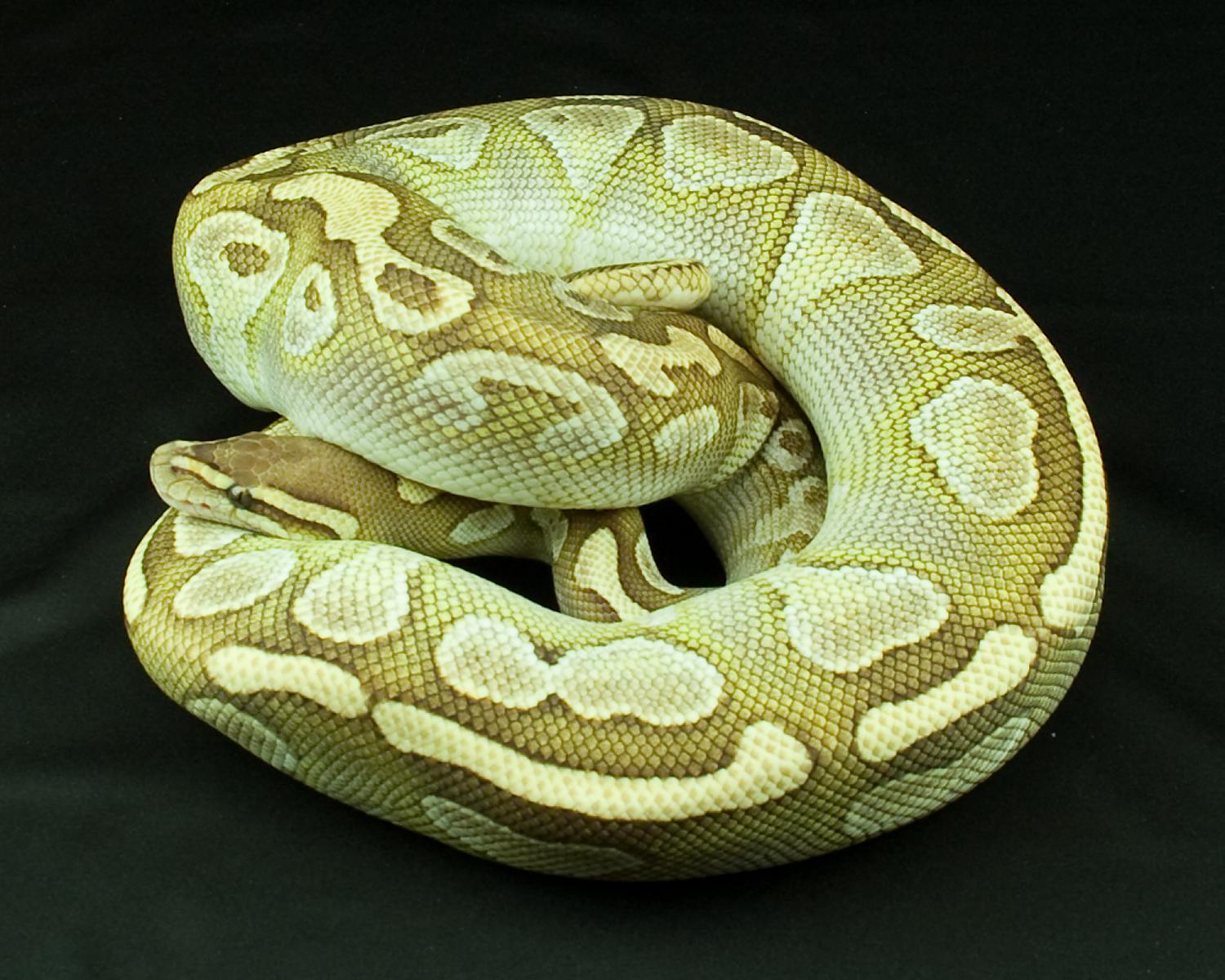 2011 female butter possible het hypo cropped 2014-06-28