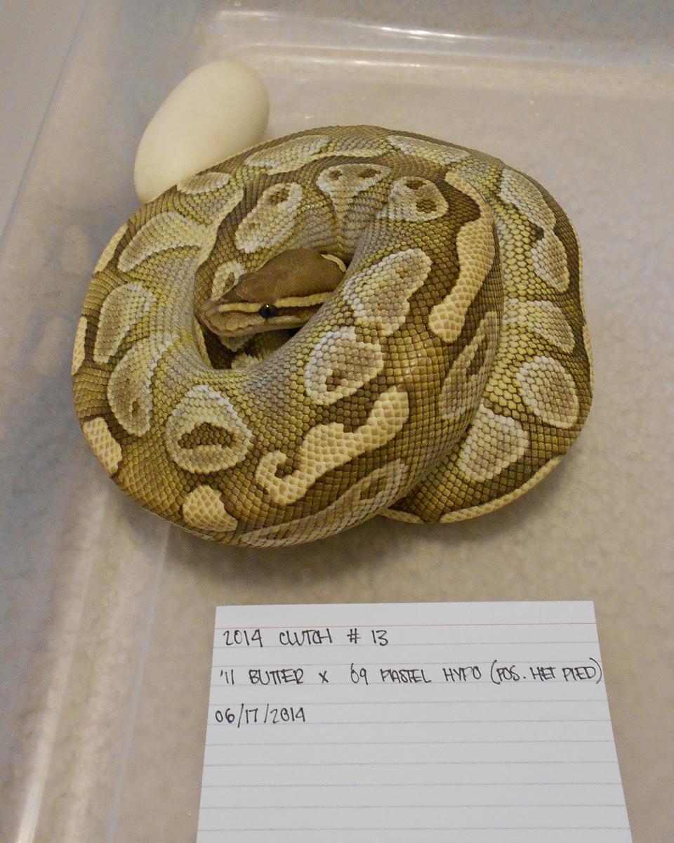 2011 female butter possible het hypo x 2009 male pastel hypo possible het pied