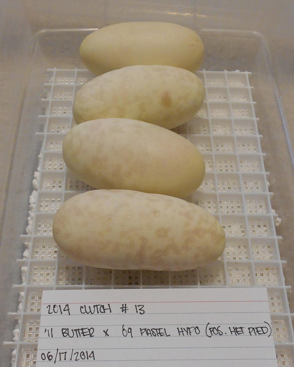 2011 female butter possible het hypo x 2009 male pastel hypo possible het pied eggs