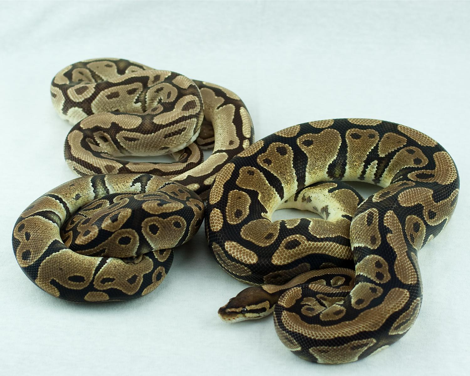 2011 male fire t male het albino het pied r female het albino het pied l 2014-08-27 3
