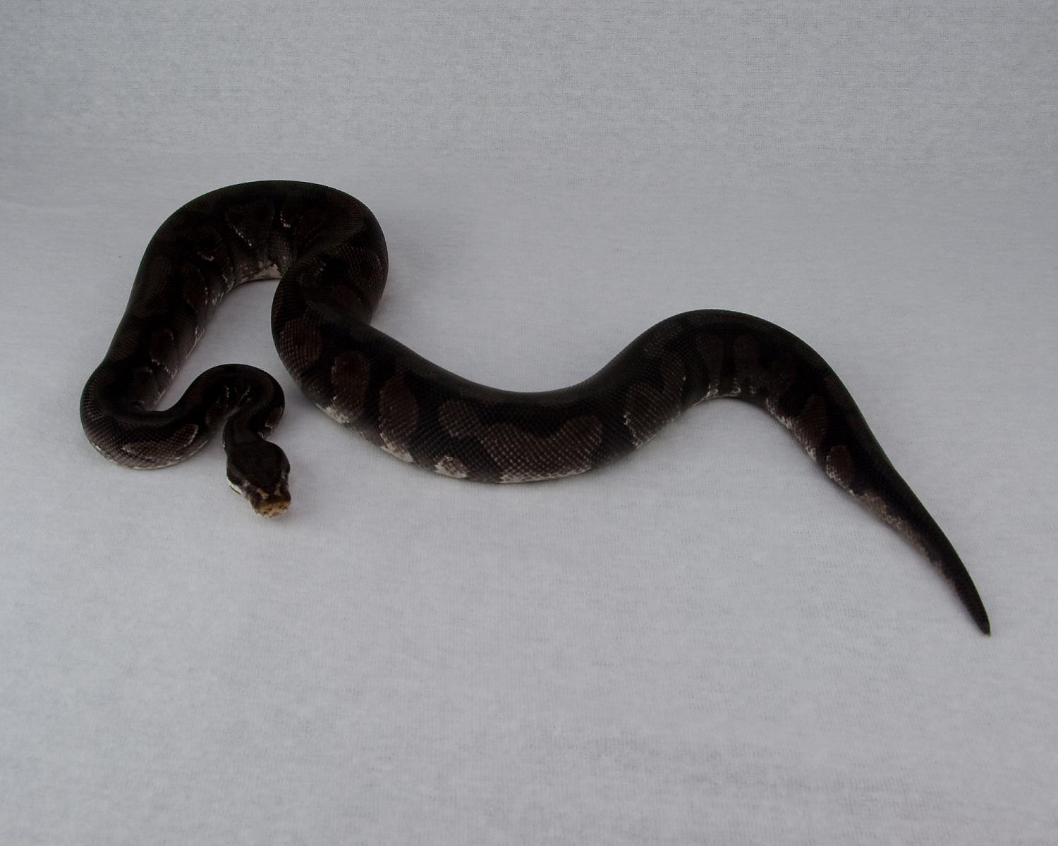 2012 c6 m orangebelly 1 2015-05-14 1