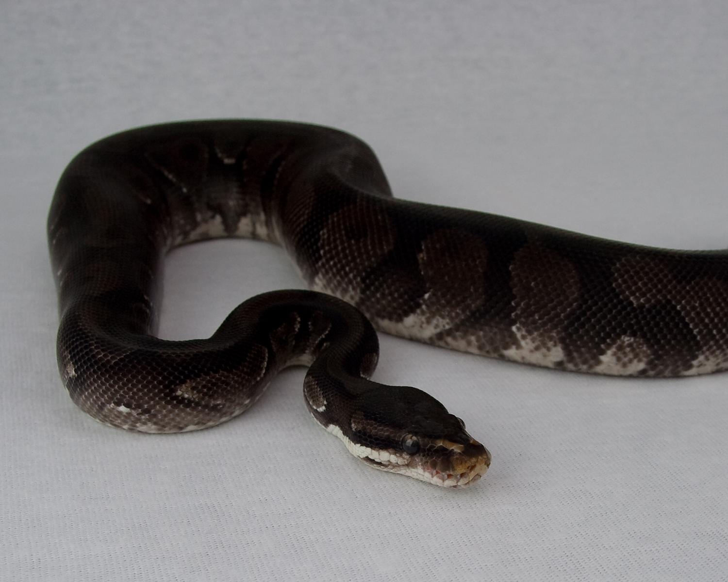 2012 c6 m orangebelly 1 2015-05-14 2