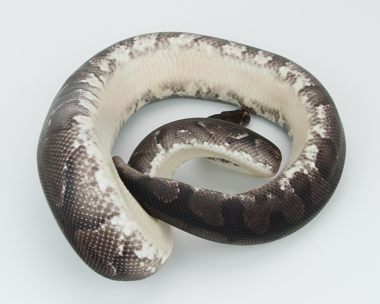 2012 c6 m orangebelly 1 2015-08-01 -3